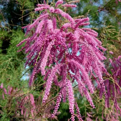 Тамарикс ПИНК КАСКАД в Самохваловичи