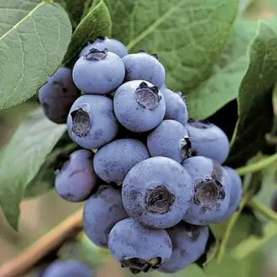 Голубика ПАТРИОТ в Самохваловичи