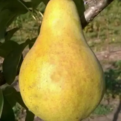 Груша КОНКОРД в Самохваловичи