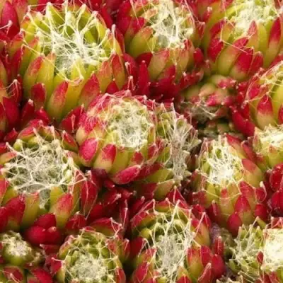 Молодило ХУКЕРА в Самохваловичи