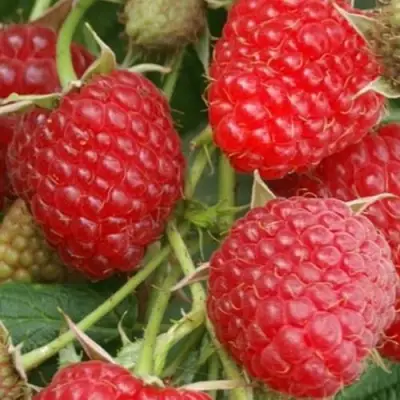 Малина КОЛОКОЛЬЧИК в Самохваловичи