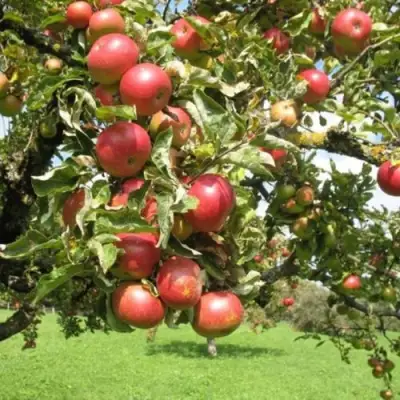 Яблоня ОРЛИК в Самохваловичи