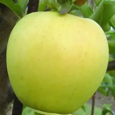 Яблоня ГОЛДЕН ДЕЛИШЕС в Самохваловичи