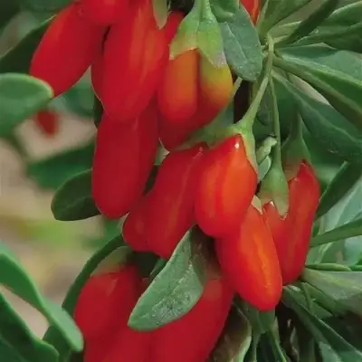 Годжи ВЯЧЕСЛАВ в Самохваловичи