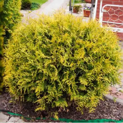Туя КОЛЛЕРС ГОЛД складчатая в Самохваловичи