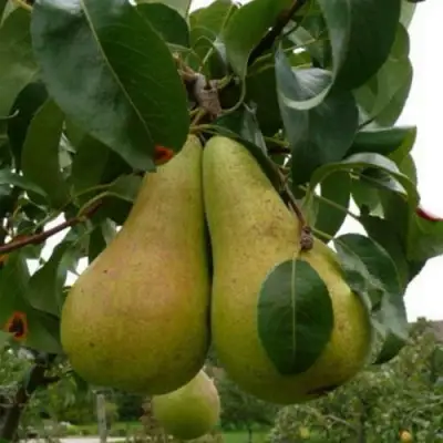 Груша КОНКОРД в Самохваловичи