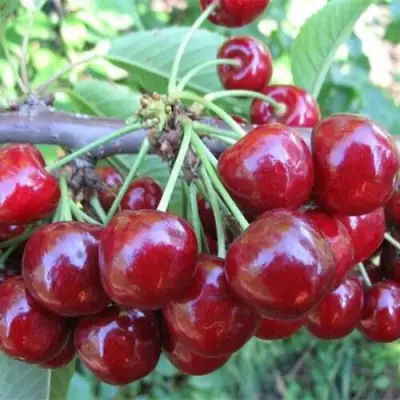 Вишня ДЕСЕРТНАЯ МОРОЗОВОЙ в Самохваловичи