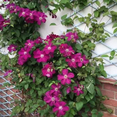 Клематис ЭРНЕСТ МАРКХАМ в Самохваловичи