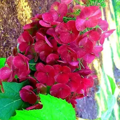 Гортензия АМЕТИСТ дуболистная в Самохваловичи