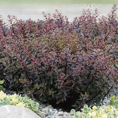 Очиток (седум) САНСПАРКЛЕР ДЖЕЙД ТАФФЕТ в Самохваловичи