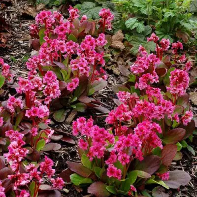 Бадан ФЛИРТ в Самохваловичи