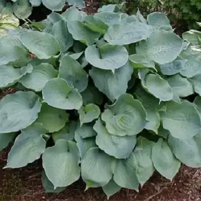 Хоста МУНЛАЙТ СОНАТА гибридная в Самохваловичи