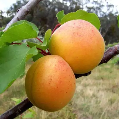 Абрикос ОРЛОВЧАНИН  в Самохваловичи
