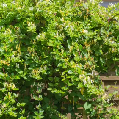 Жимолость ХАЛЛИАНА японская (Хелиана) в Самохваловичи