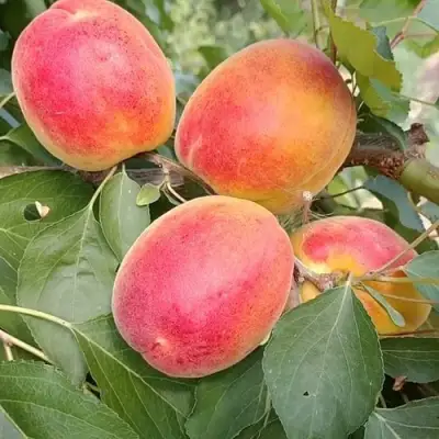 Абрикос ОСОБЕННЫЙ ДЕНИСЮКА в Самохваловичи