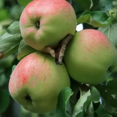 Яблоня УТРО в Самохваловичи