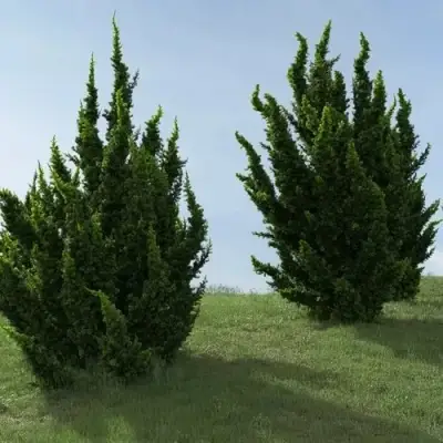 Можжевельник КАЙЗУКА китайский в Самохваловичи