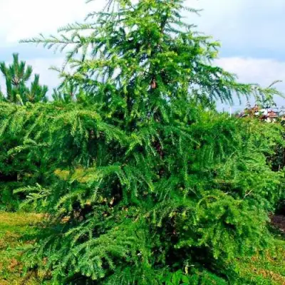 Лиственница европейская в Самохваловичи
