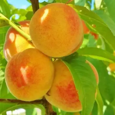 Персик ВЕТЕРАН в Самохваловичи