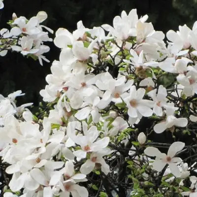 Магнолия КОБУС в Самохваловичи