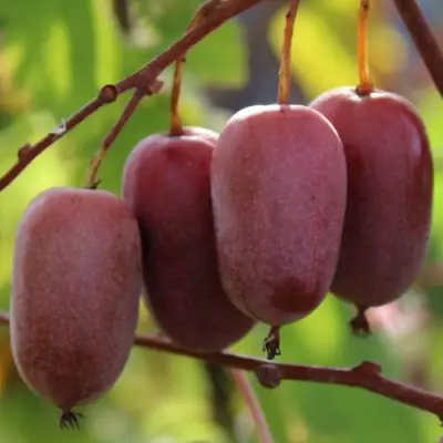 Актинидия ПУРПУРНО САДОВАЯ  аргута в Самохваловичи