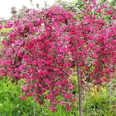 Яблоня КИНГ БЬЮТИ декоративная в Самохваловичи