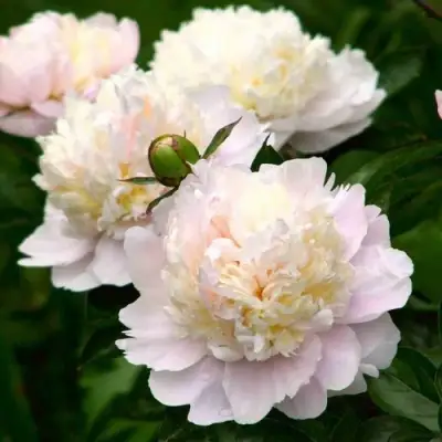 Пион ШИРЛИ ТЕМПЛ травянистый в Самохваловичи