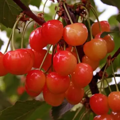 Черешня ФАТЕЖ в Самохваловичи
