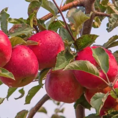 Яблоня РОЖДЕСТВЕНСКОЕ в Самохваловичи