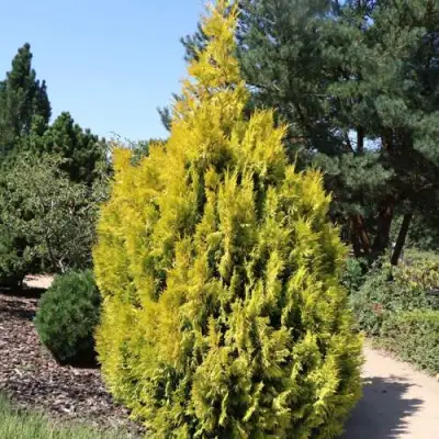 Туя СТОУНХАМ ГОЛД складчатая в Самохваловичи