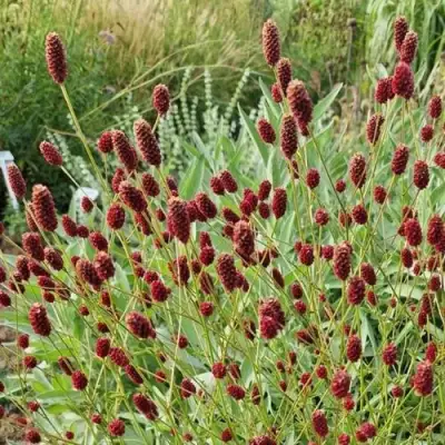 Кровохлебка БИТЛВИНГЗ в Самохваловичи