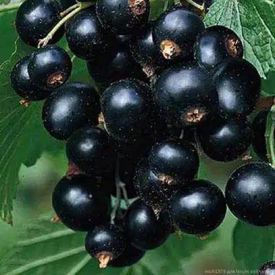 Смородина черная БЕН КОНАН в Самохваловичи