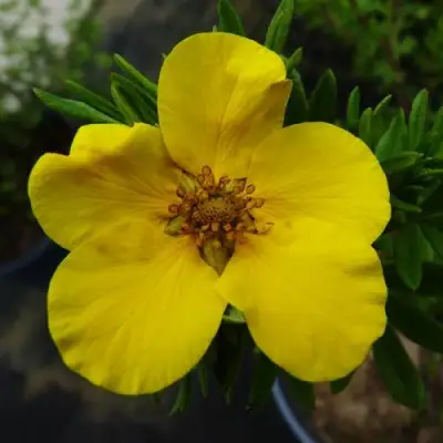 Лапчатка ГОЛДФИНГЕР кустарниковая в Самохваловичи