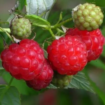 Малина СОЛНЫШКО в Самохваловичи