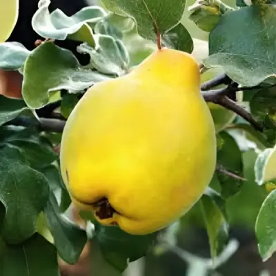 Айва МИР в Самохваловичи