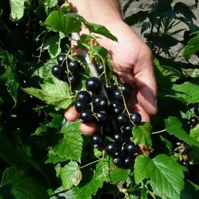 Смородина чёрная СЕЛЕЧЕНСКАЯ в Самохваловичи