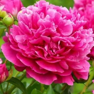 Пион НОЧНЫЕ ГРЕЗЫ древовидный в Самохваловичи