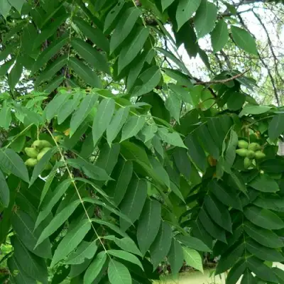 Орех МАНЬЧЖУРСКИЙ в Самохваловичи