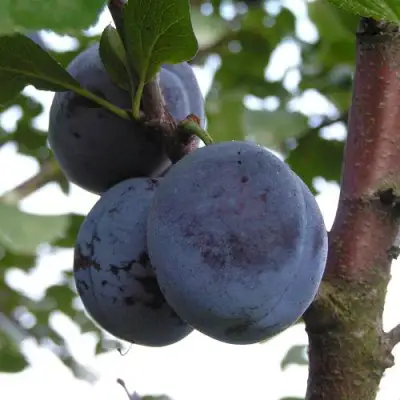 Слива ВЕНГЕРКА БЕЛОРУССКАЯ в Самохваловичи