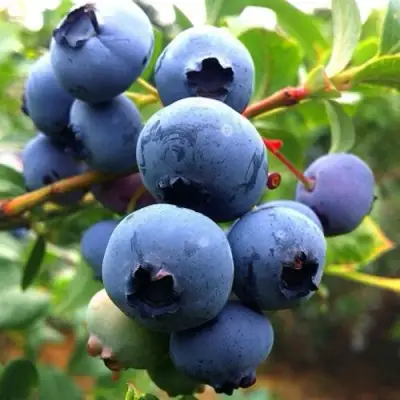 Голубика ДЮК в Самохваловичи