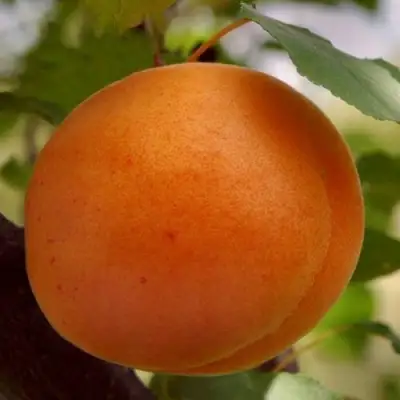 Абрикос ОЛИМП в Самохваловичи