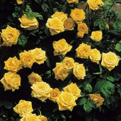 Роза ЛАНДОРА чайно-гибридная в Самохваловичи