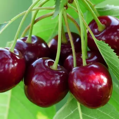 Дюк ЖИВИЦА (ЧЕРЕВИШНЯ) в Самохваловичи