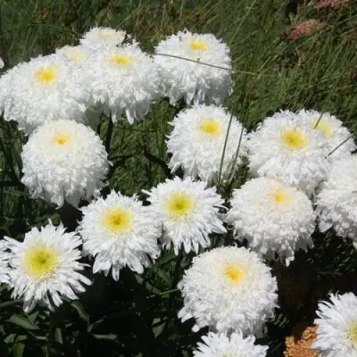 Нивяник ФИОНА ГОГХИЛЛ великолепный в Самохваловичи