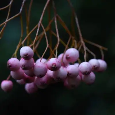 Рябина ПЕКИНСКАЯ сладкоплодная в Самохваловичи