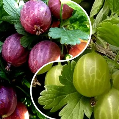 Комплект РЕДКИЙ СЧАСТЛИВЧИК в Самохваловичи