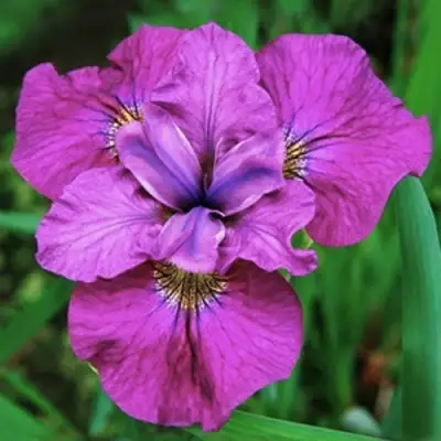 Ирис СИ Я ЛЕЙТЕР сибирский в Самохваловичи