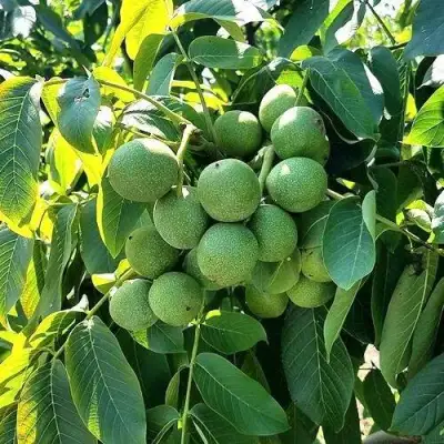 Грецкий орех  ИЗЯЩНЫЙ в Самохваловичи