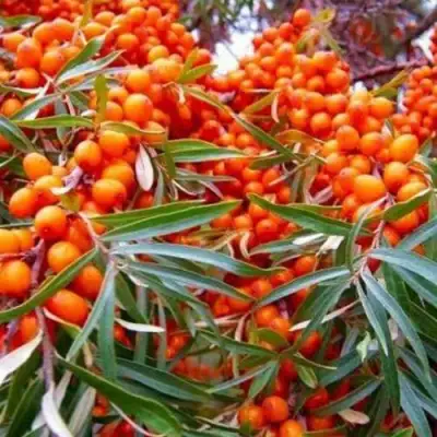 Облепиха ВОРОБЬЕВСКАЯ в Самохваловичи