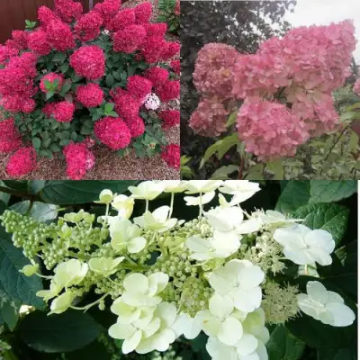 Комплект САД ЭМОЦИЙ в Самохваловичи